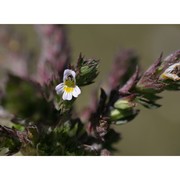 euphrasia liburnica wettst.