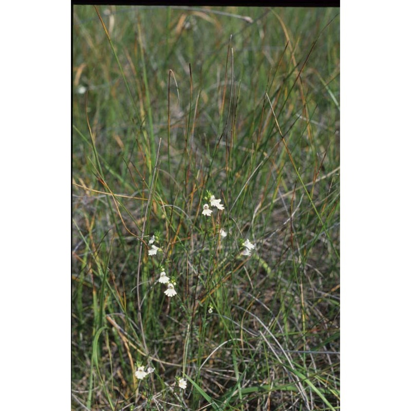 euphrasia marchesettii wettst. ex marches.