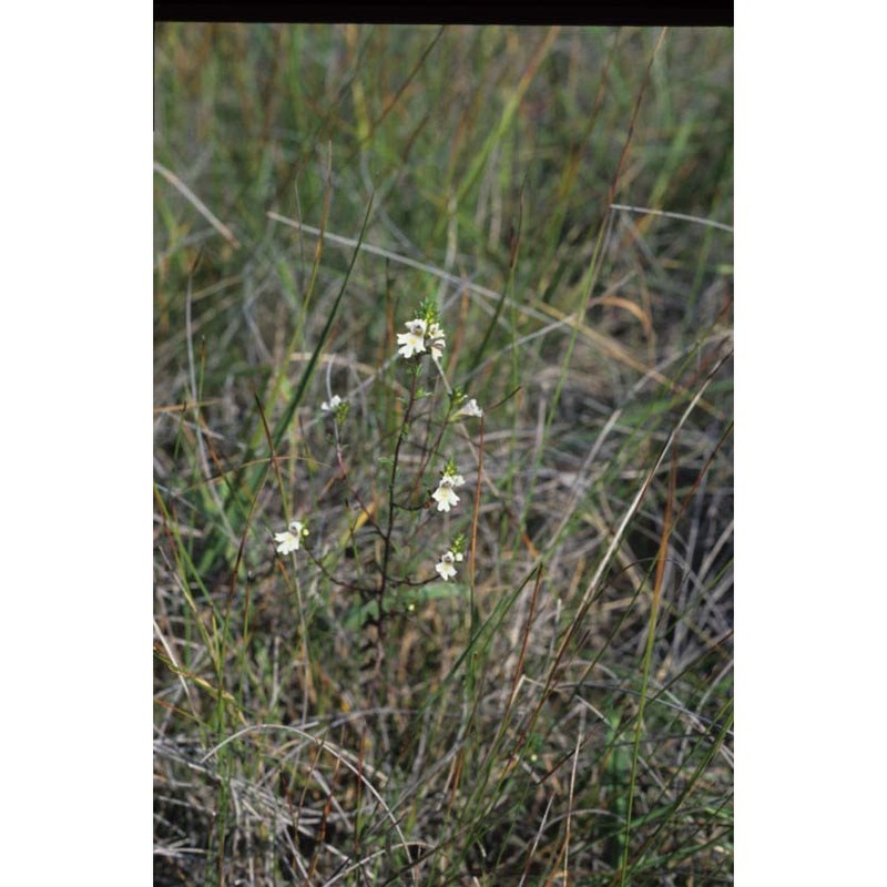 euphrasia marchesettii wettst. ex marches.