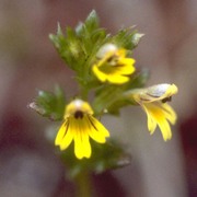 euphrasia minima jacq. ex dc.