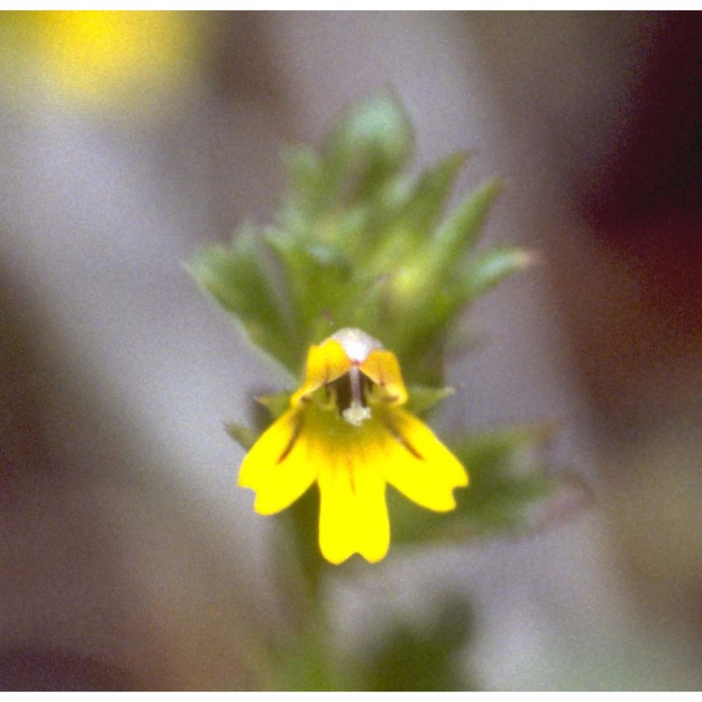 euphrasia minima jacq. ex dc.