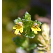 euphrasia minima jacq. ex dc.