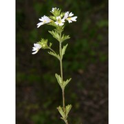 euphrasia picta wimm.