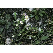 euphrasia picta wimm.