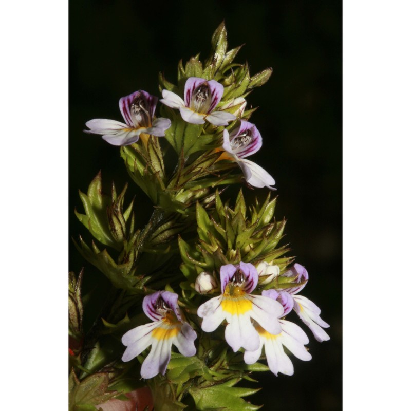 euphrasia portae wettst.