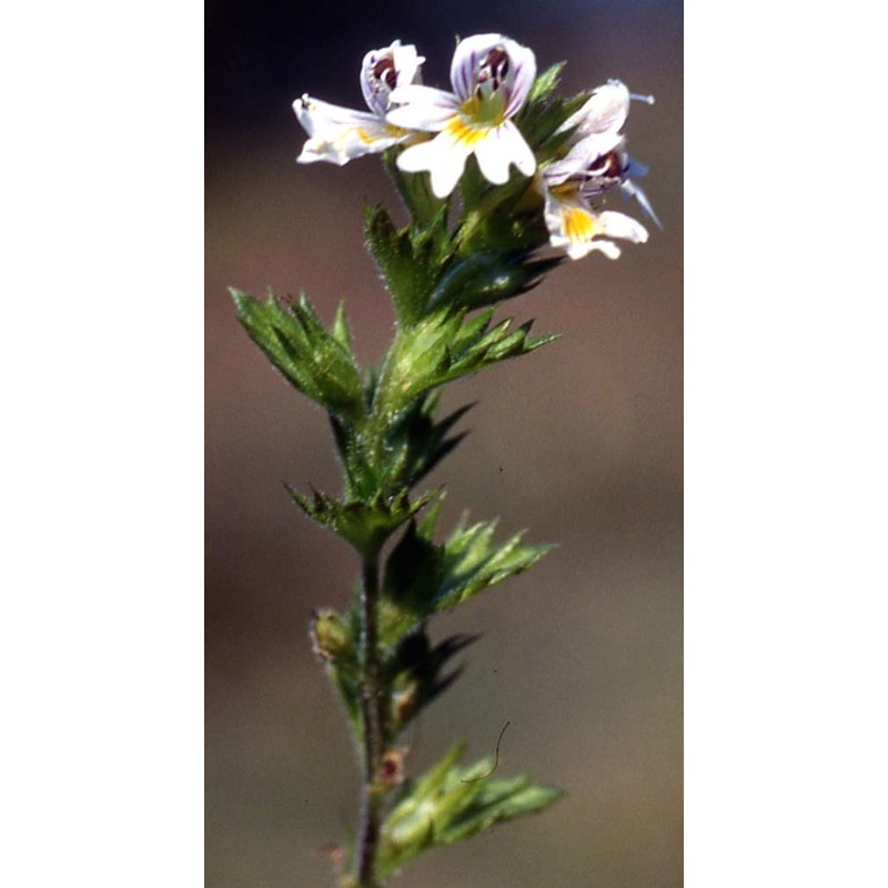 euphrasia rostkoviana hayne