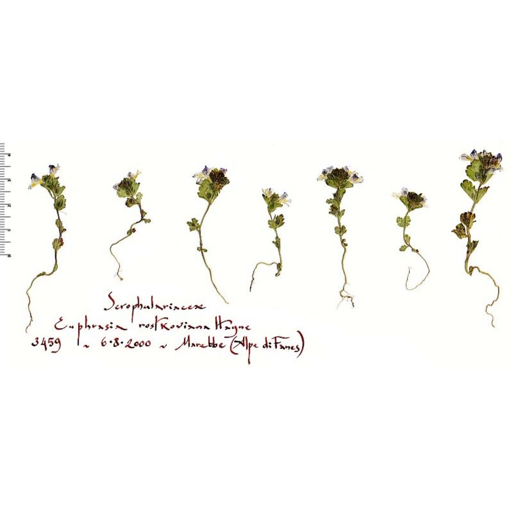 euphrasia rostkoviana hayne