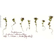 euphrasia rostkoviana hayne