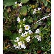 euphrasia rostkoviana hayne