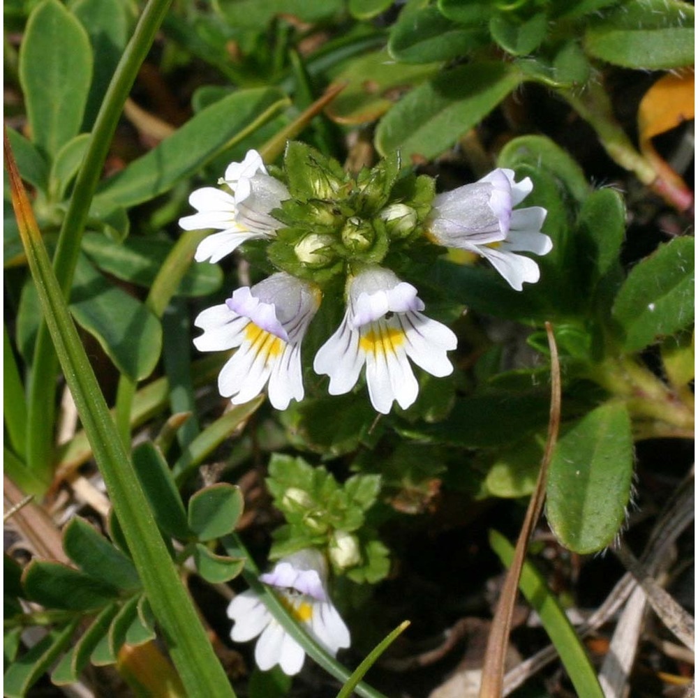 euphrasia rostkoviana hayne