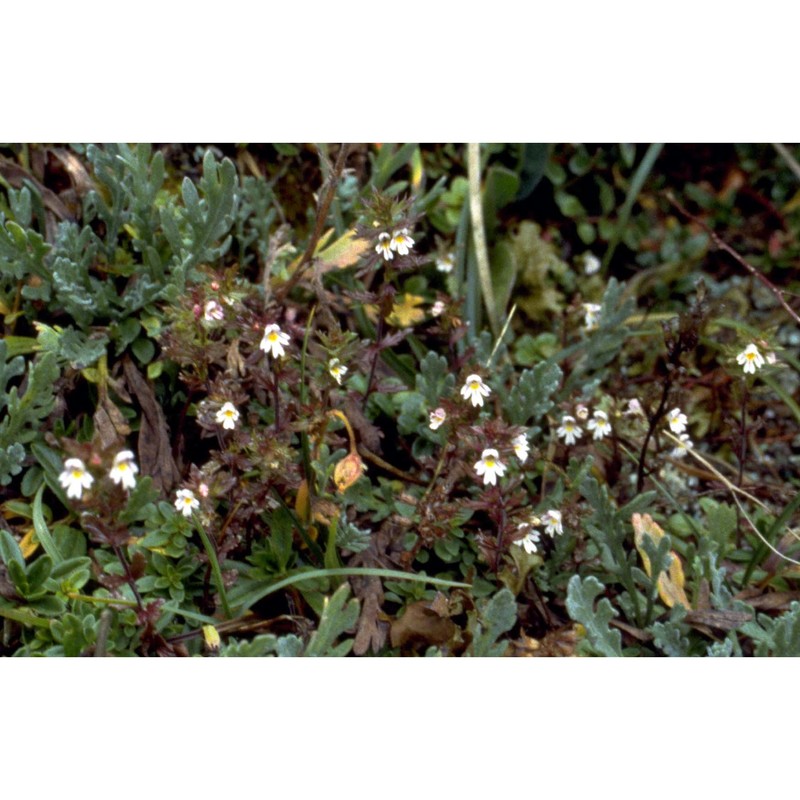 euphrasia salisburgensis funck ex hoppe