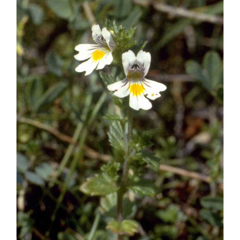 euphrasia salisburgensis funck ex hoppe