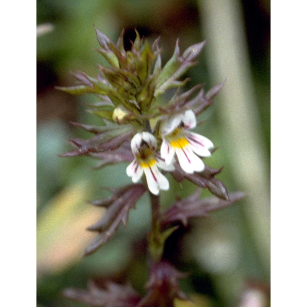 euphrasia salisburgensis funck ex hoppe