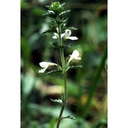 euphrasia stricta j. p. wolff ex j. f. lehm.