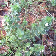 euphrasia stricta j. p. wolff ex j. f. lehm.