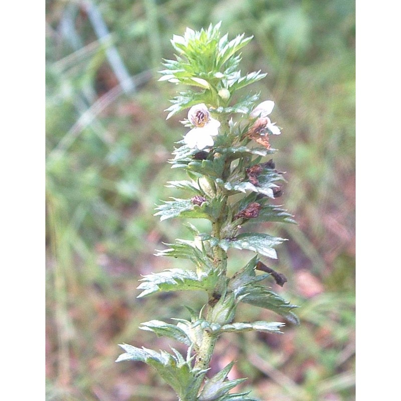 euphrasia stricta j. p. wolff ex j. f. lehm.