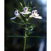 euphrasia tricuspidata l.