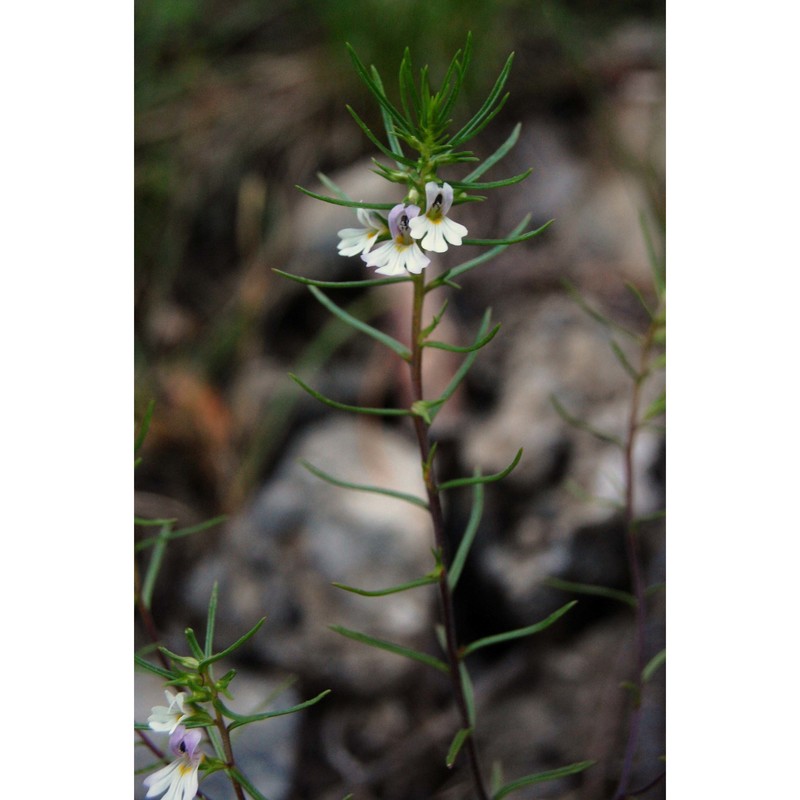 euphrasia tricuspidata l.