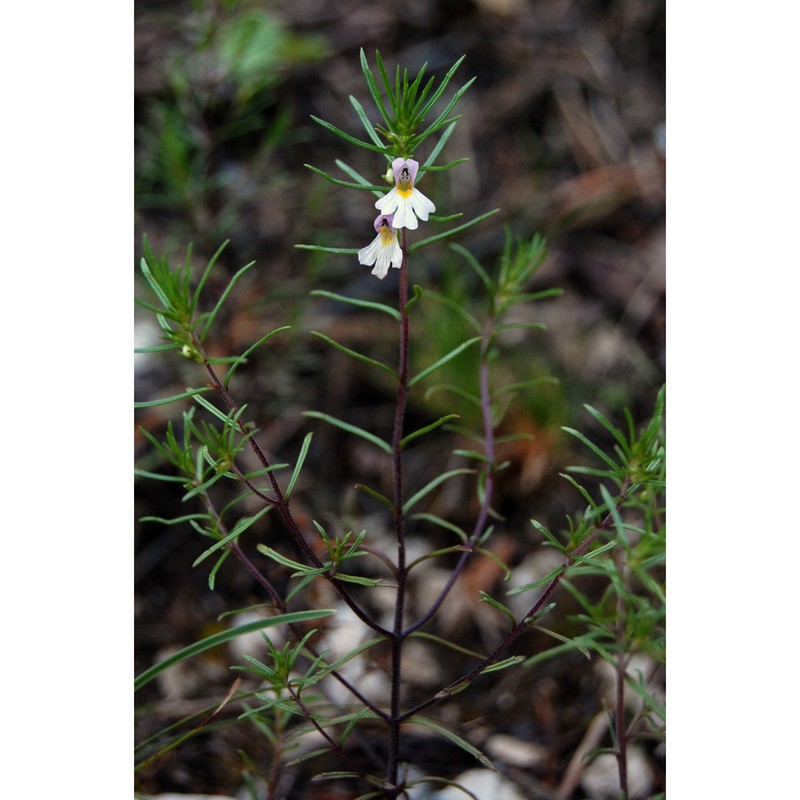 euphrasia tricuspidata l.