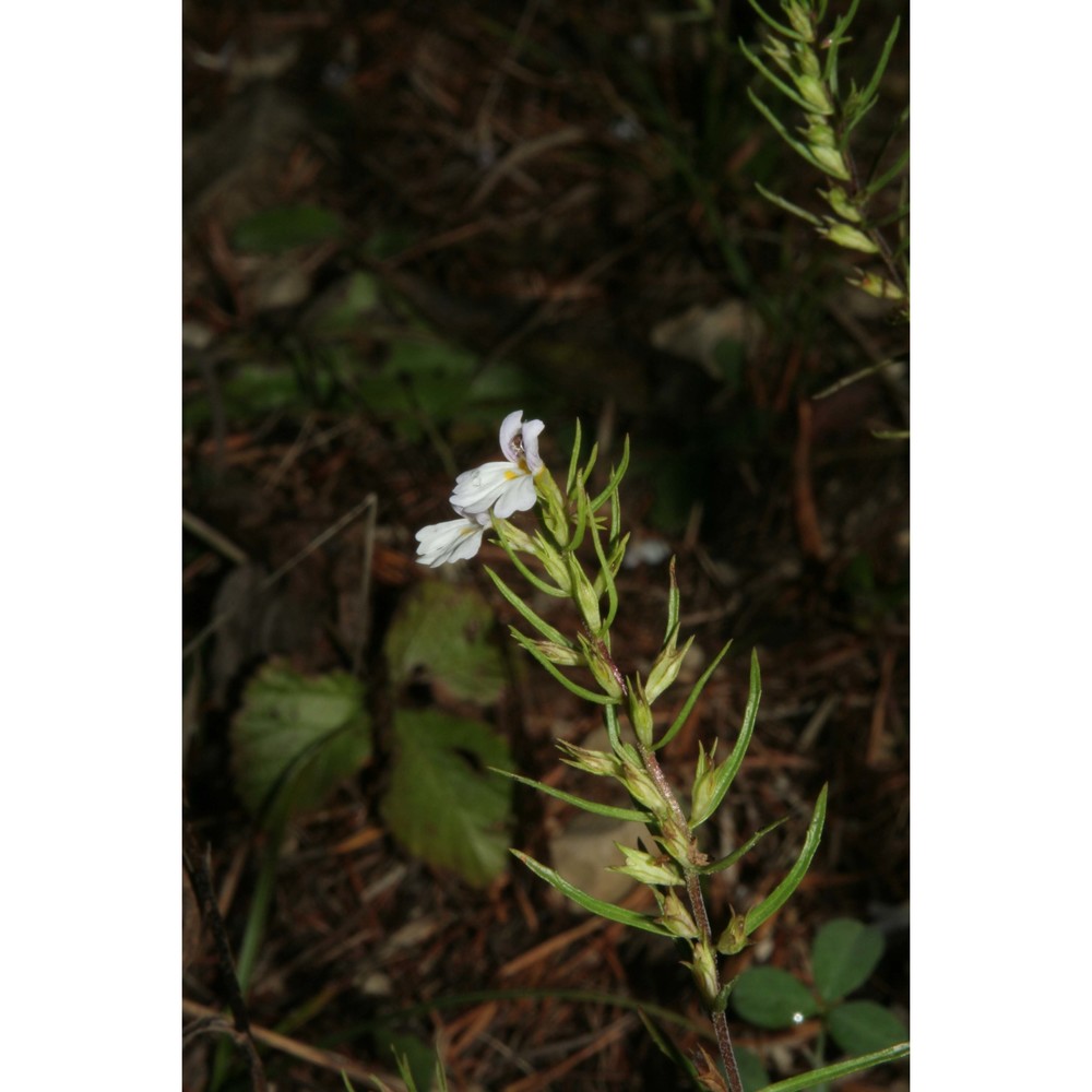 euphrasia tricuspidata l.