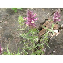 melampyrum barbatum waldst. et kit. subsp. carstiense ronniger