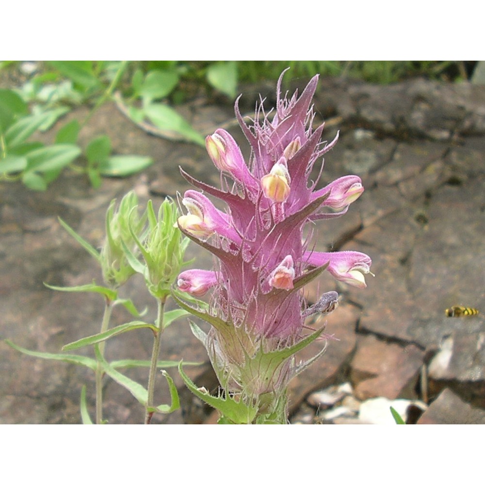 melampyrum barbatum waldst. et kit. subsp. carstiense ronniger