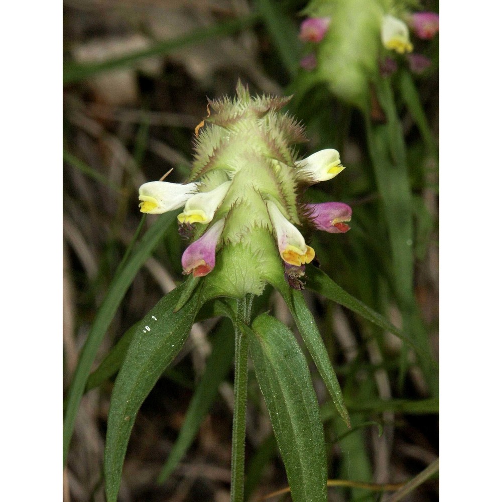 melampyrum cristatum l.