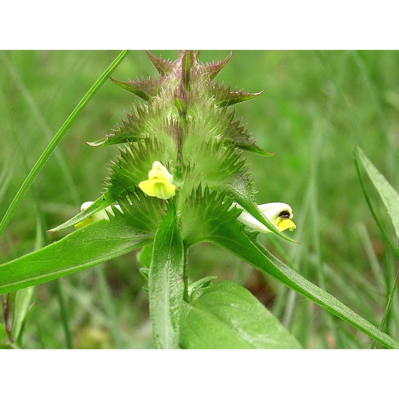 melampyrum cristatum l.