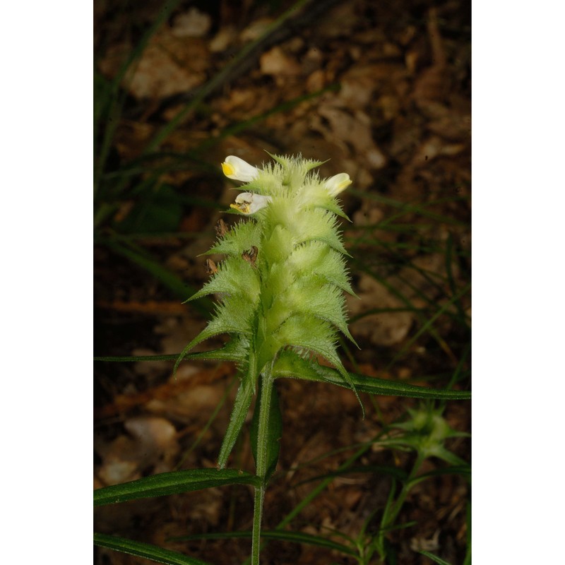 melampyrum cristatum l.