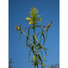 melampyrum fimbriatum vandas