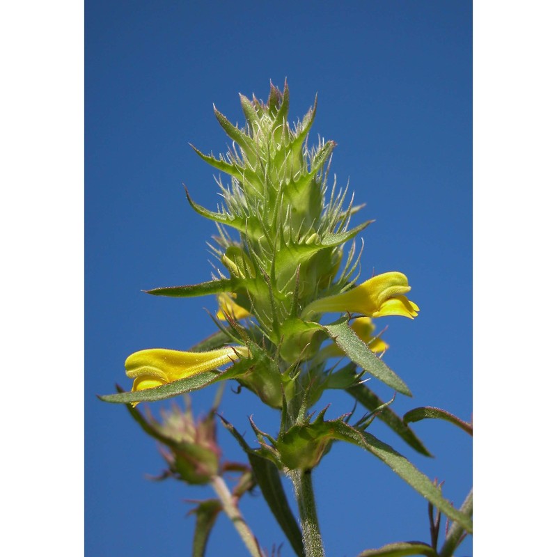 melampyrum fimbriatum vandas