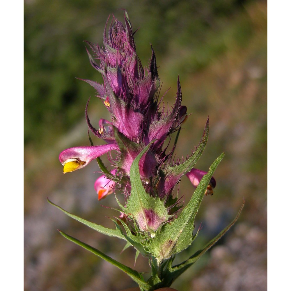 melampyrum fimbriatum vandas