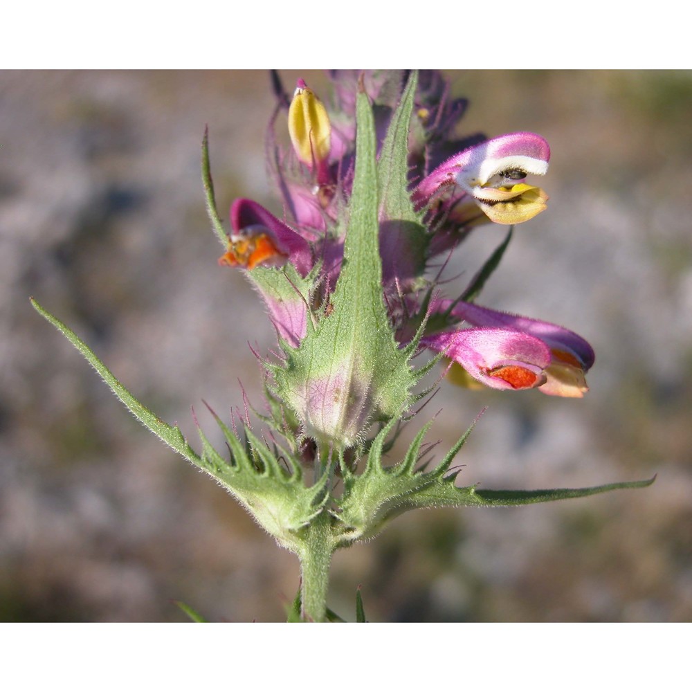 melampyrum fimbriatum vandas