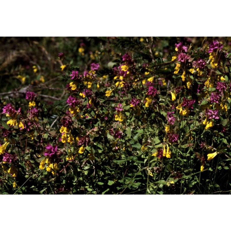 melampyrum italicum soó