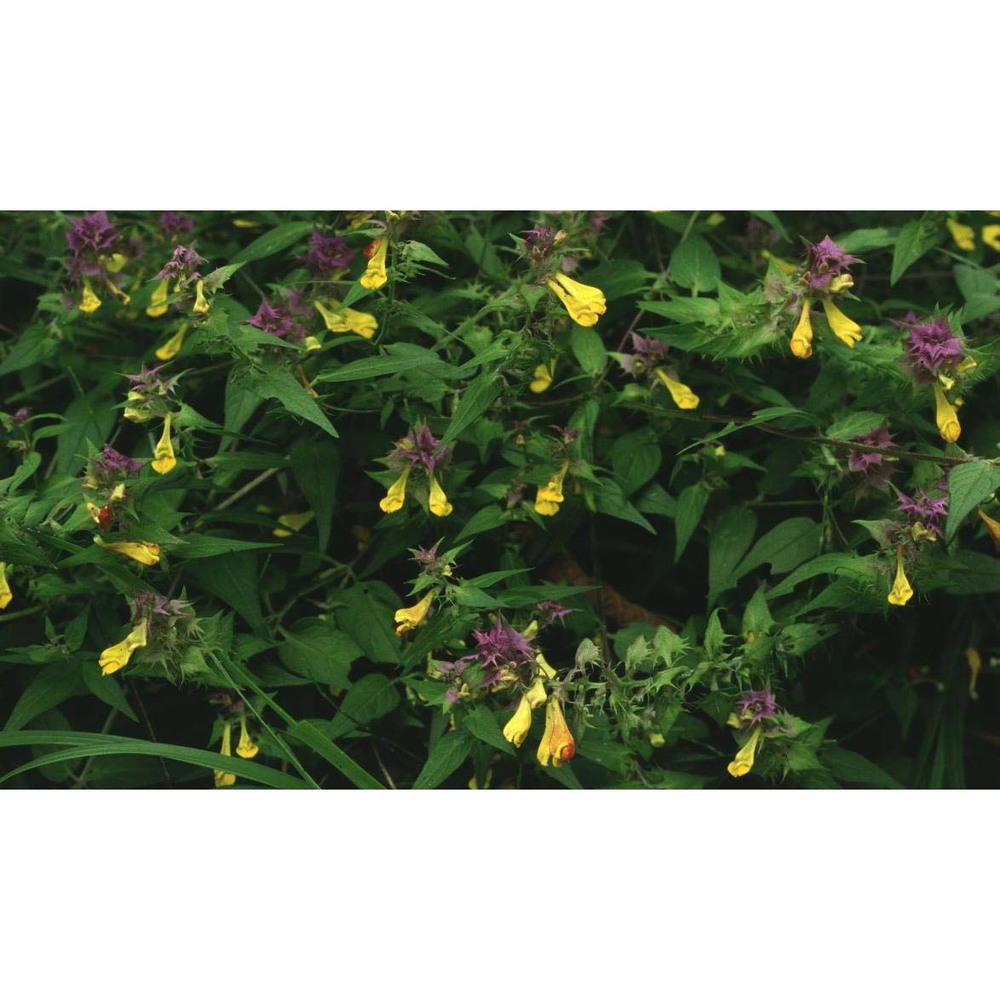 melampyrum italicum soó