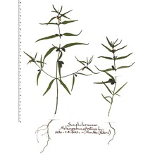 melampyrum sylvaticum l.