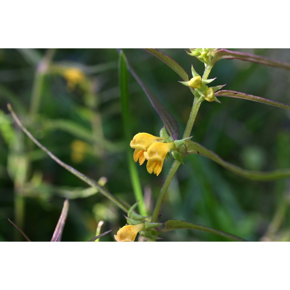 melampyrum sylvaticum l.