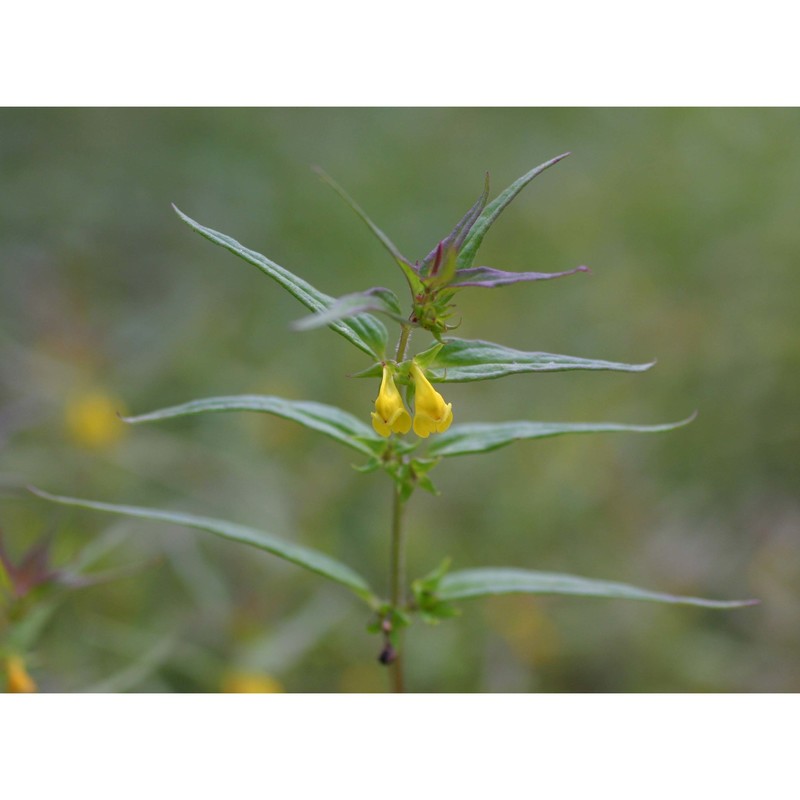 melampyrum sylvaticum l.