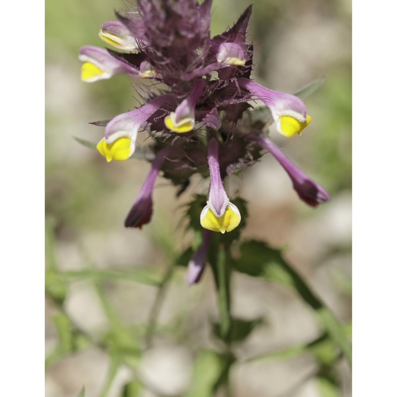 melampyrum variegatum huter, porta et rigo