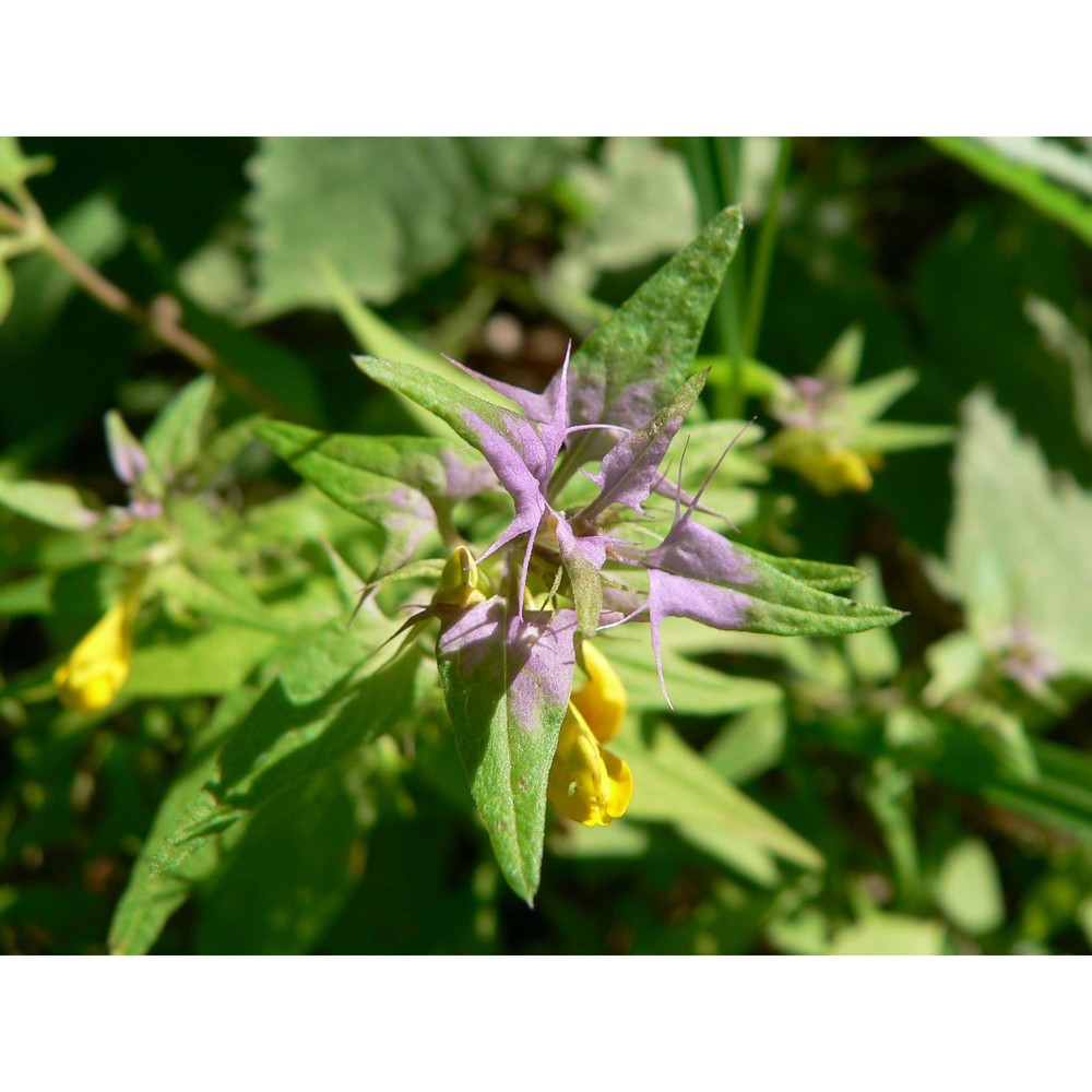 melampyrum velebiticum borbás ex hand.-mazz.