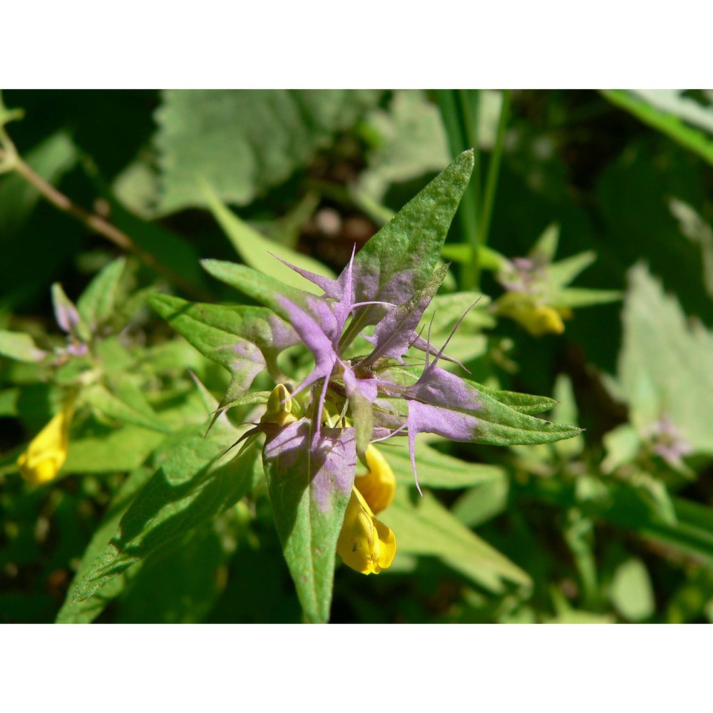 melampyrum velebiticum borbás ex hand.-mazz.