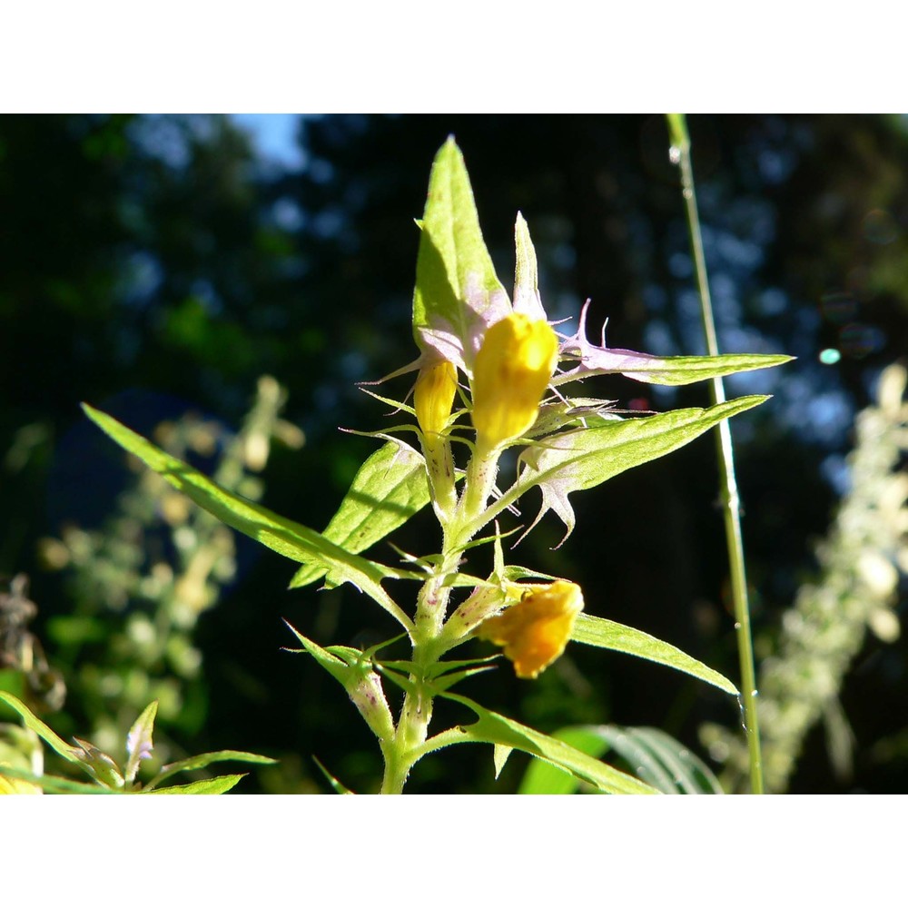 melampyrum velebiticum borbás ex hand.-mazz.