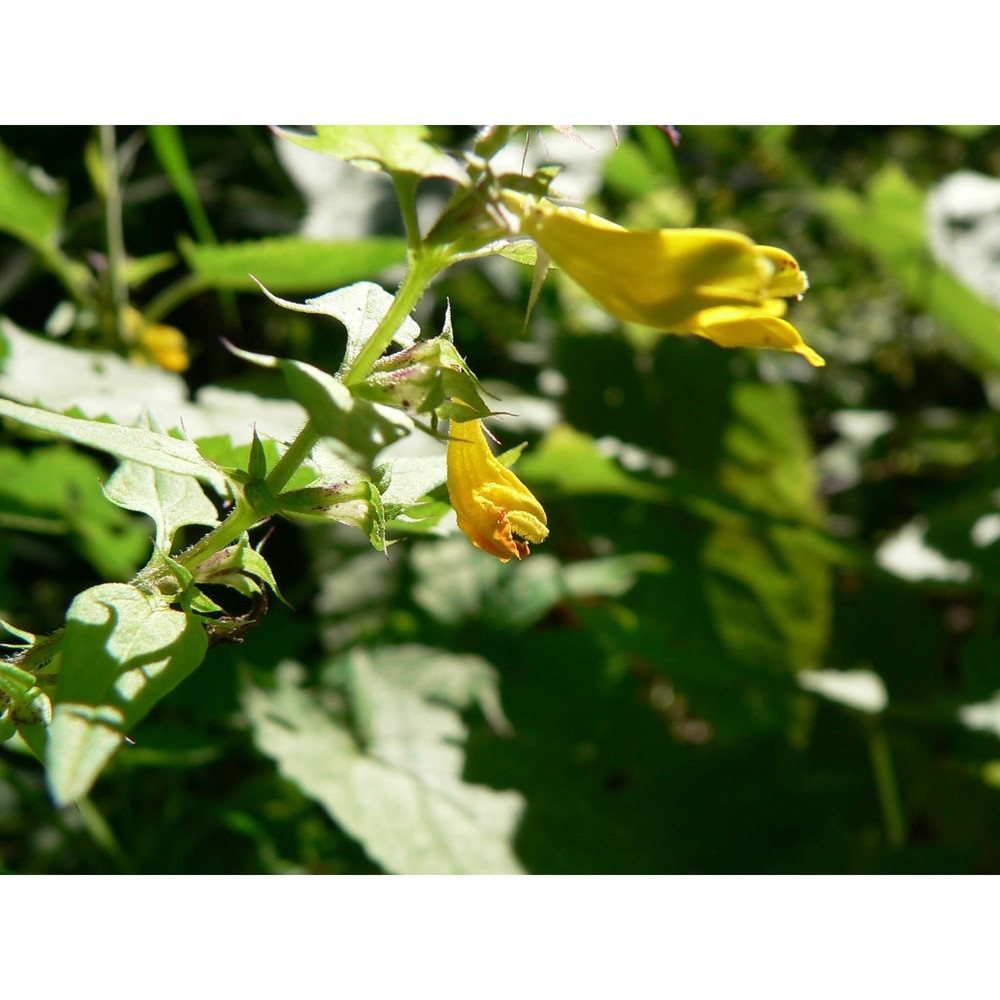 melampyrum velebiticum borbás ex hand.-mazz.