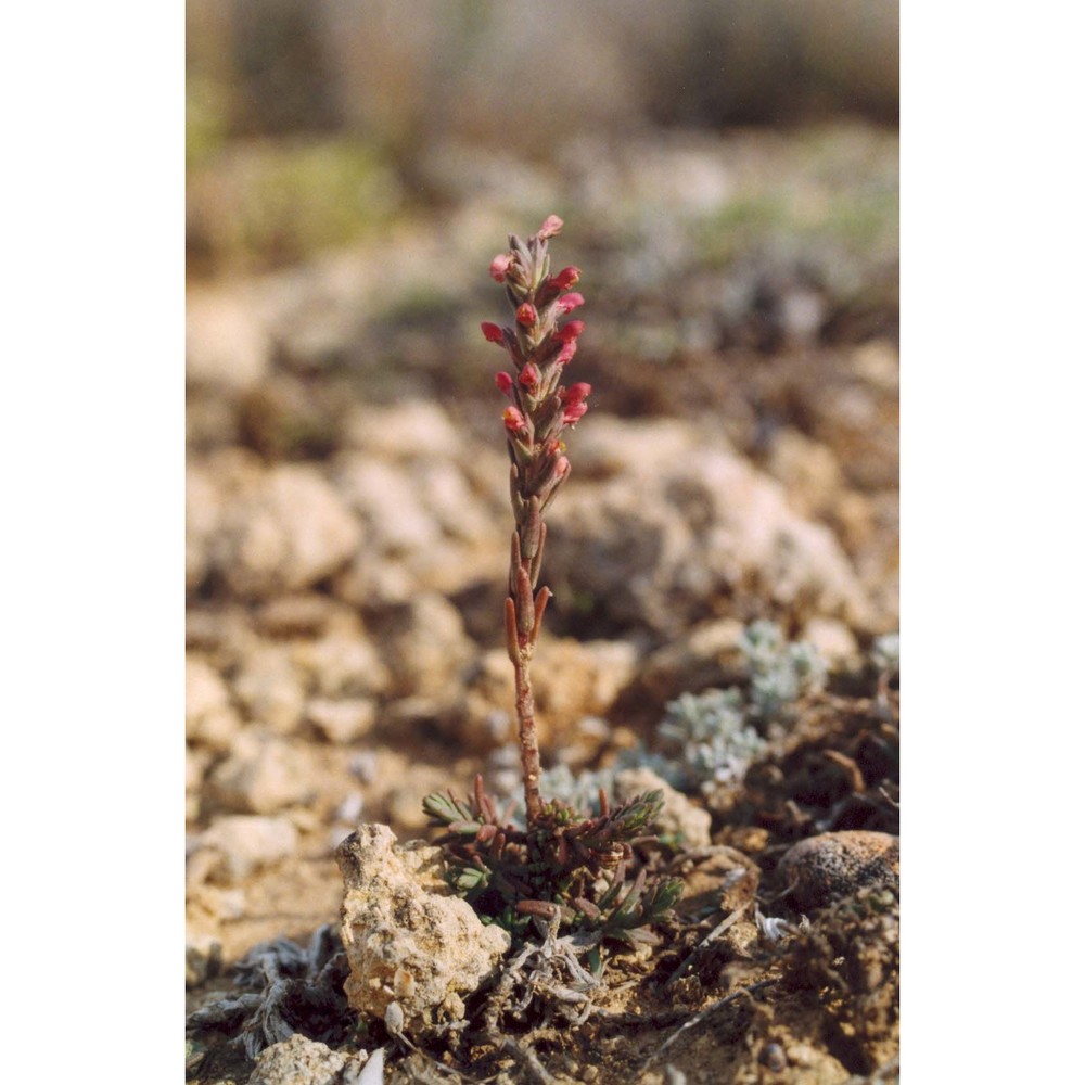 odontites rigidifolius (biv.) benth.