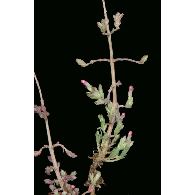 odontites rigidifolius (biv.) benth.