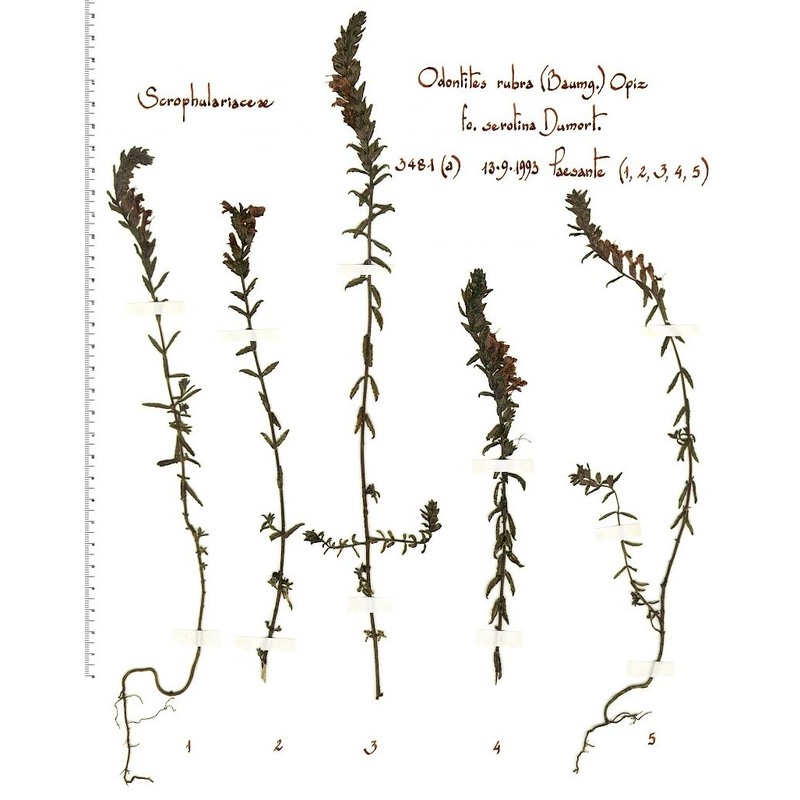 odontites vulgaris moench