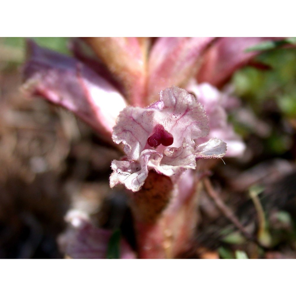 orobanche alba stephan ex willd.