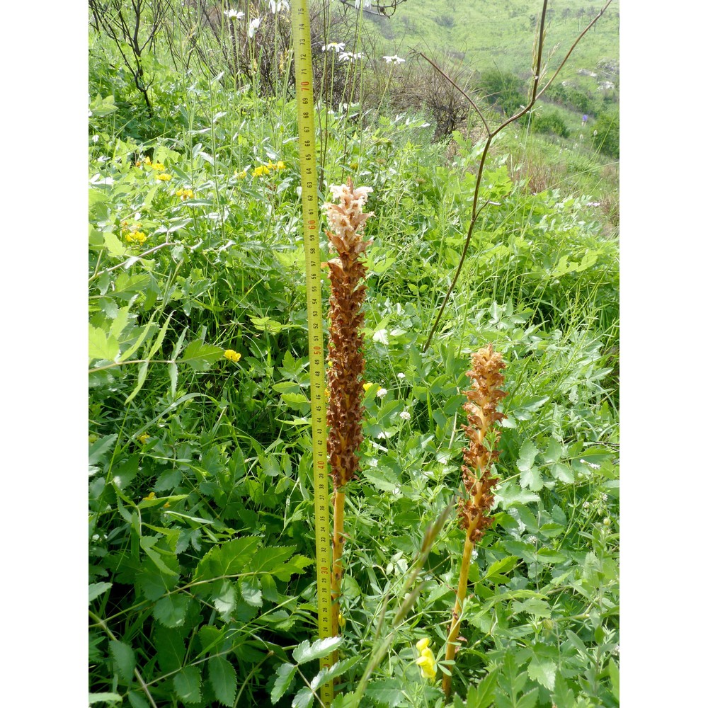 orobanche alsatica kirschl.