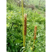 orobanche alsatica kirschl.