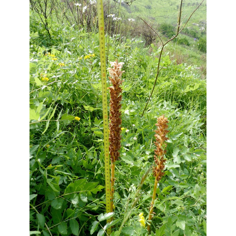 orobanche alsatica kirschl.